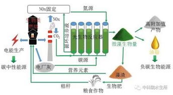 微藻 吃下雾霾元凶，产出上等生物油脂的生物合成利器